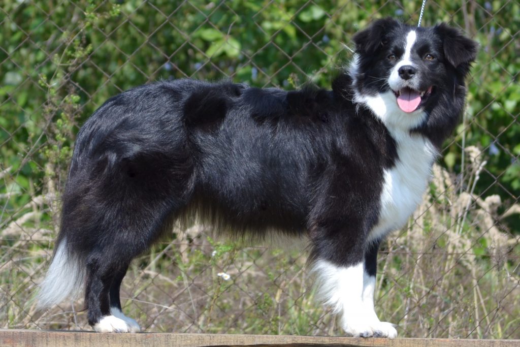 Love Of Scotland Border Collie Border Collie Breeder